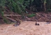 GADO É ARRASTADO VIVO POR FORTE CHUVA, VEJA O VÍDEO