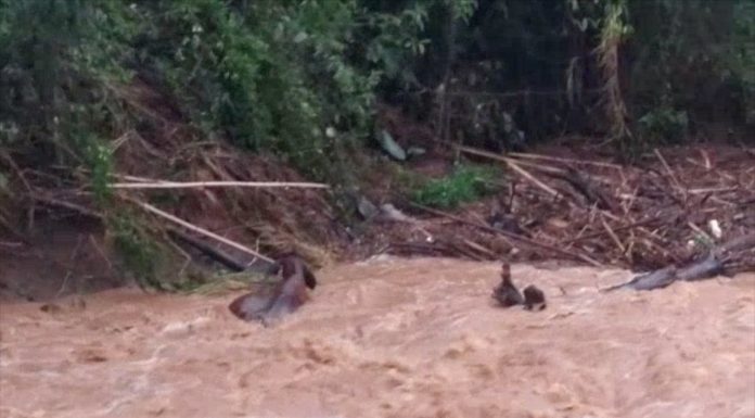 GADO É ARRASTADO VIVO POR FORTE CHUVA, VEJA O VÍDEO