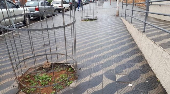 Árvores que foram cortadas serão replantadas em Barbacena
