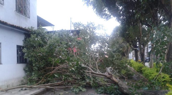 Chuva forte derrubou uma árvore na rua Expedicionários do Brasil