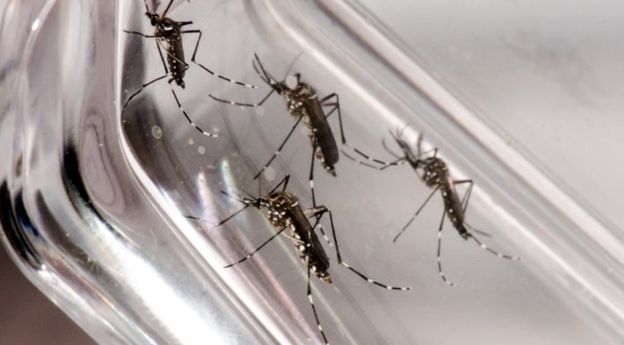 Oito cidades da Zona da Mata têm incidência alta ou muito alta de casos de dengue. Barroso possui 5 possíveis casos.