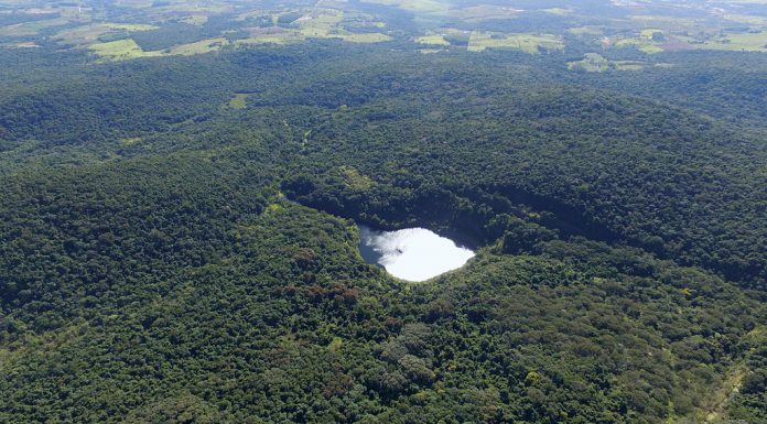 Projeto recupera 51 hectares de mata atlântica com mudas de Barroso