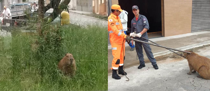 Bombeiros capturam capivara no bairro Diniz em Barbacena